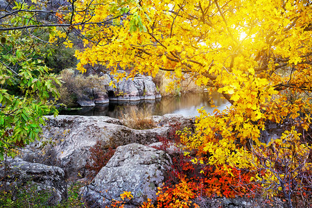 秋日艳阳下森林中的山中湖图片