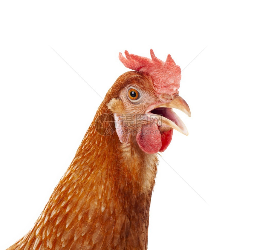 女雄鸡的紧头部分离白色背景小鸡细节图片