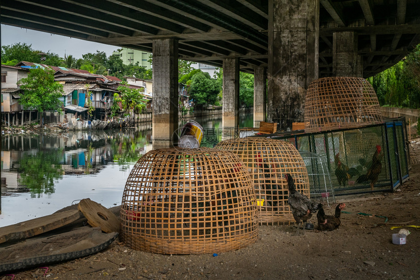 传统的为了文化沿赫隆泰河高速公路下运的鸡蛋和肉类自然养鸡风格KhlongToei高速公路图片