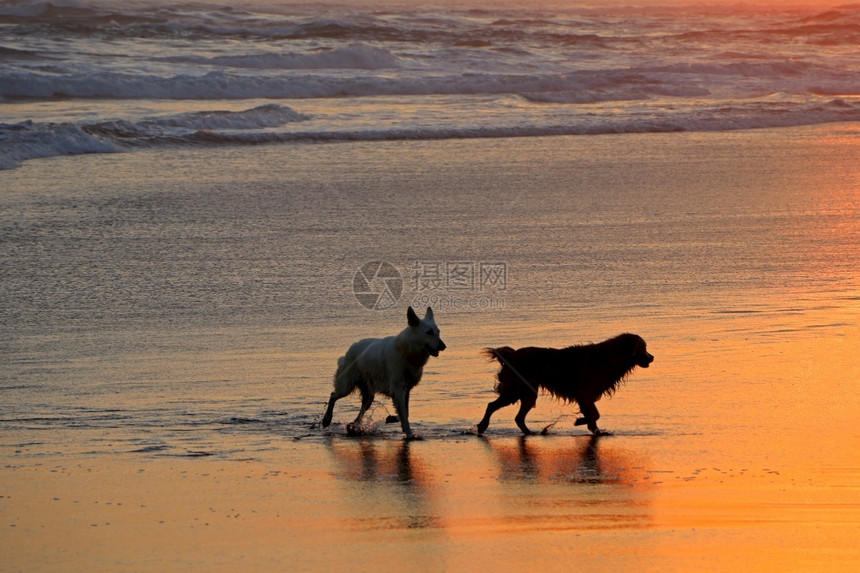 毛茸日落时在景色沙滩上运行和玩耍波浪轮廓图片