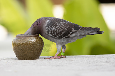 禽类杜文帕洛玛为鸽子提供饮用水图片