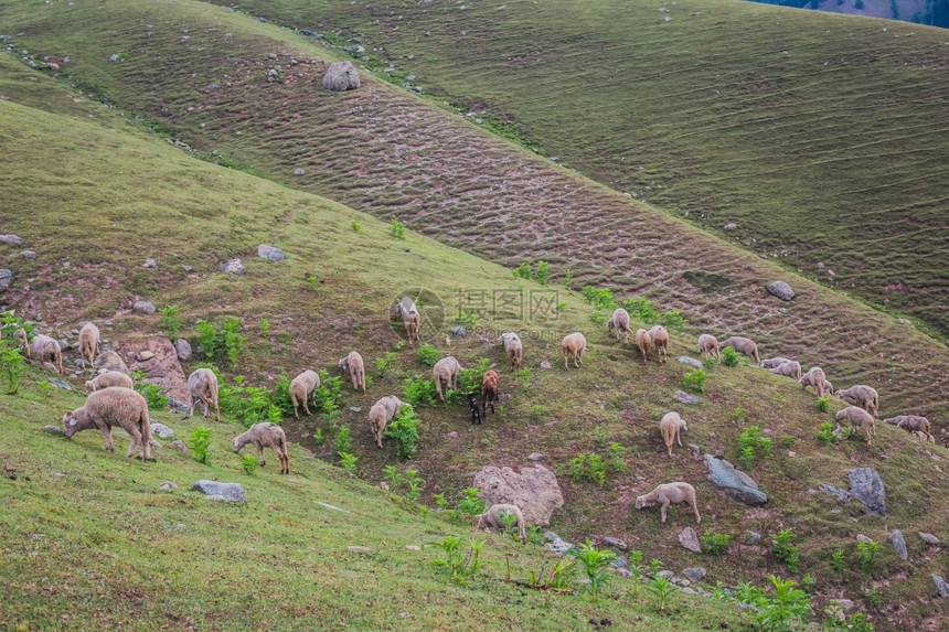 岩石在山上放牧羊和马自然图片