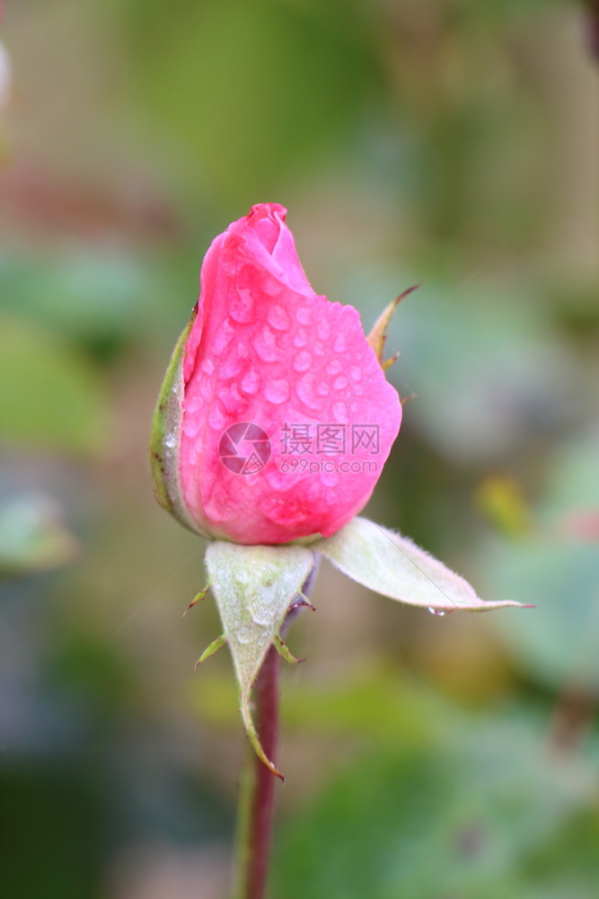 蔷薇夏天在花园里放有露的粉红玫瑰花春天自然图片