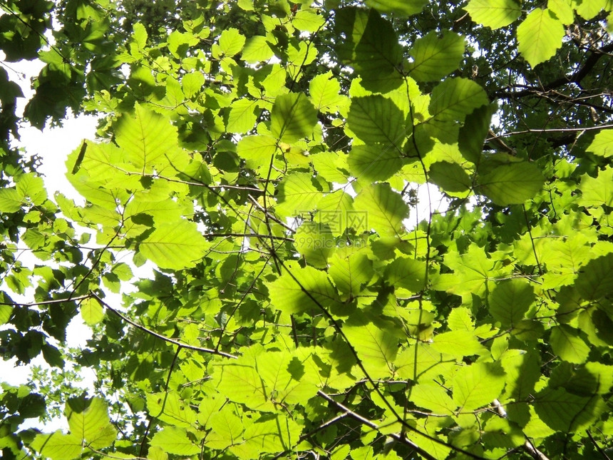 森林树木绿色叶子图片