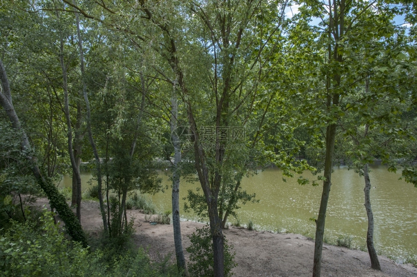 草美丽的带鸭子和树湖自然图片