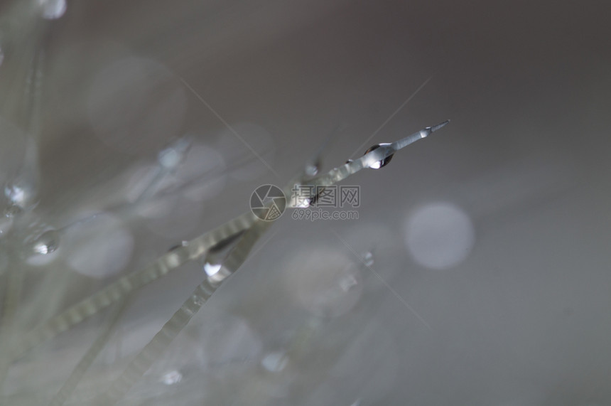 双雨滴在援助植物的刺上双雨滴在美丽的露细节图片