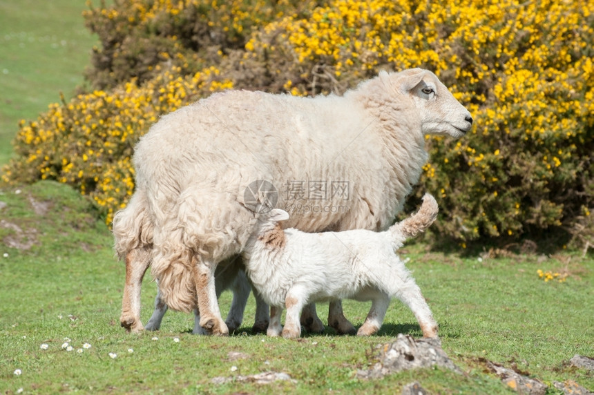 母绵羊奶的羔亲哺乳动物图片