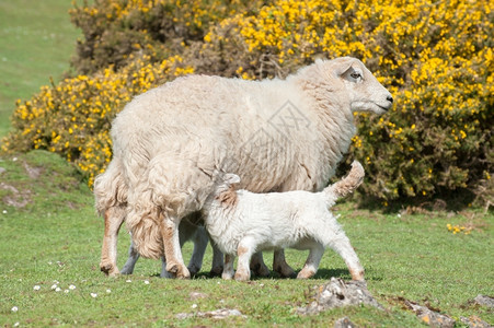 母绵羊奶的羔亲哺乳动物高清图片
