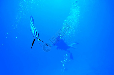水肺潜水蓝海中的蝙蝠鱼和潜水员景观自然族馆设计图片