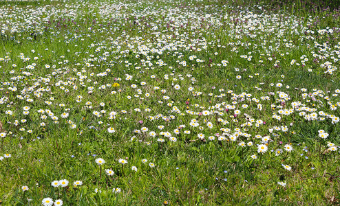 乡村的带花粉和草春稻地天花的图片