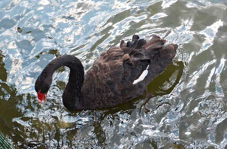 漂浮黑天鹅在湖边鸟颜色图片