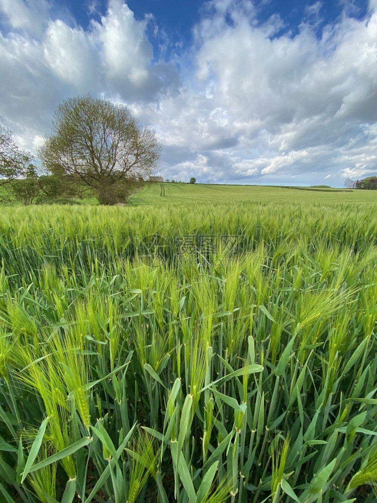 团结的欧洲联合王国北约克郡农村地区大麦种植的农业用地联合王国北约克郡农村庄稼图片
