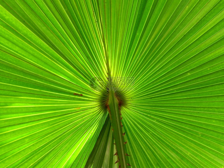 生长春天有阳光的棕榈叶背景植物图片