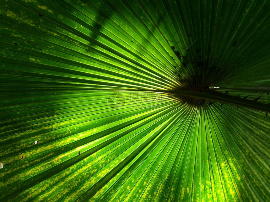 树叶子有阳光的棕榈叶背景森林图片