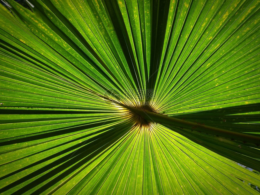 春天有阳光的棕榈叶背景新鲜夏天图片