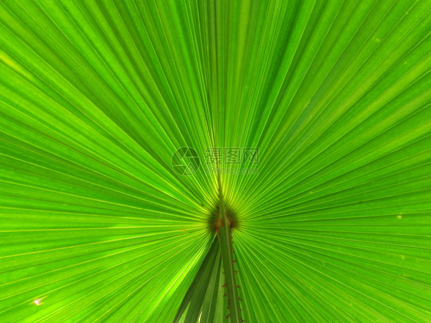 夏天花园泰国有阳光的棕榈叶背景图片