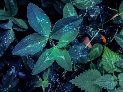 叶子雨后夏季草原如画绿色图片