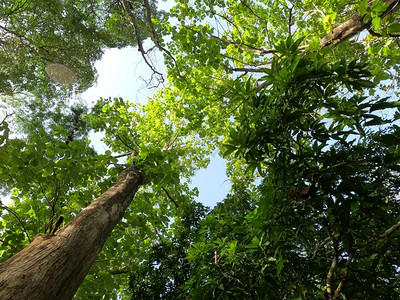 茶叶树仰望阳光美丽的植物春天图片