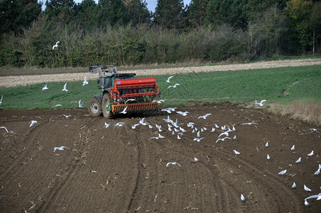 海鸥环绕着拖拉机播种谷物翅膀农场工作图片