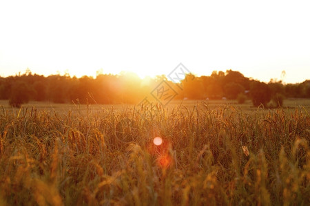稻田上的落日图片