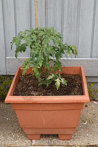 叶子多汁的在花园一个塑料盆里种植番茄水果图片
