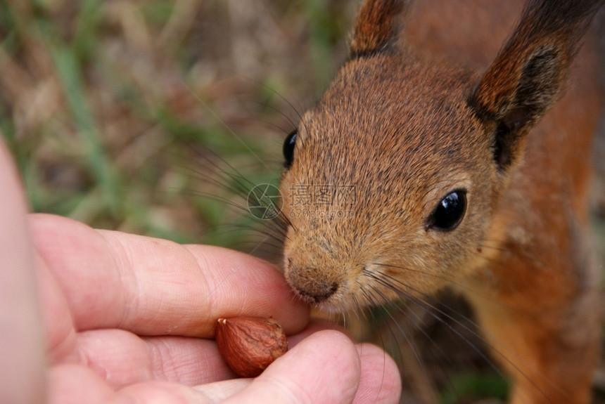 蓬松的棕色鼠从一只手中取出个坚果种图片