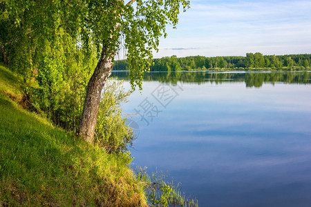 自然美丽的悬垂在河岸上站立着有悬浮的蓝色水分苗条树图片