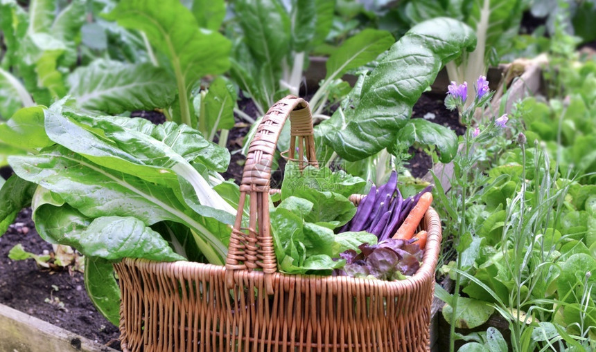 菜园的篮子里放着新鲜蔬菜图片