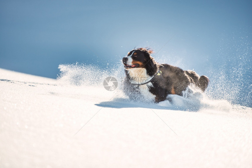 运行跳营养大毛伯尔尼山狗在清雪中跑得很快图片