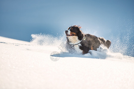 运行跳营养大毛伯尔尼山狗在清雪中跑得很快图片