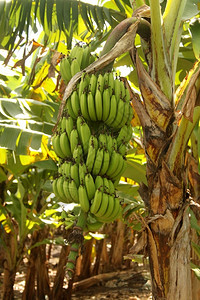 热带束树上大香蕉集团特辑食物图片