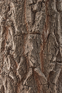 树有质感的关闭自然纹理视图泰国图片