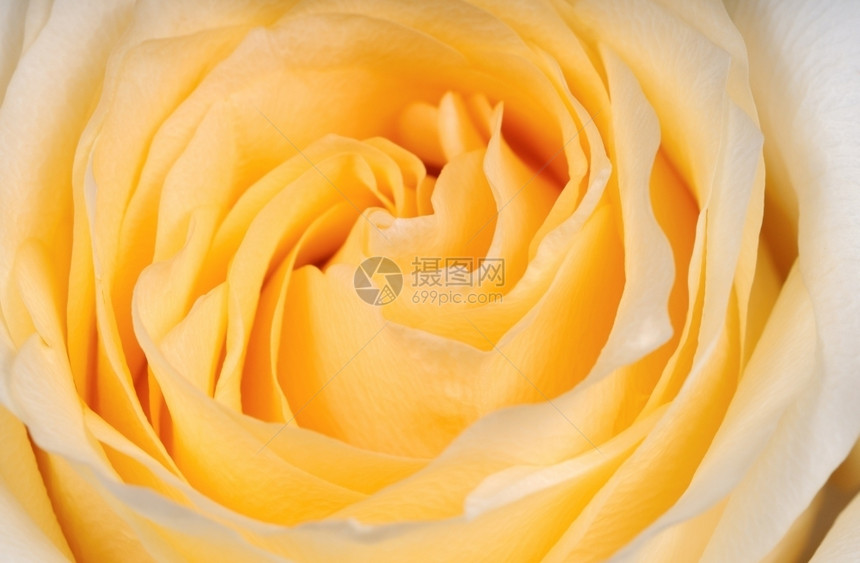 花瓶器关闭时的黄色玫瑰新鲜叶子庆典图片