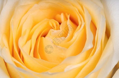 花瓶器关闭时的黄色玫瑰新鲜叶子庆典图片