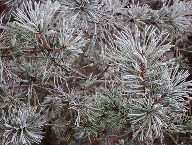 冬季森林中被冰霜覆盖的松树枝针叶下雪的冷杉图片