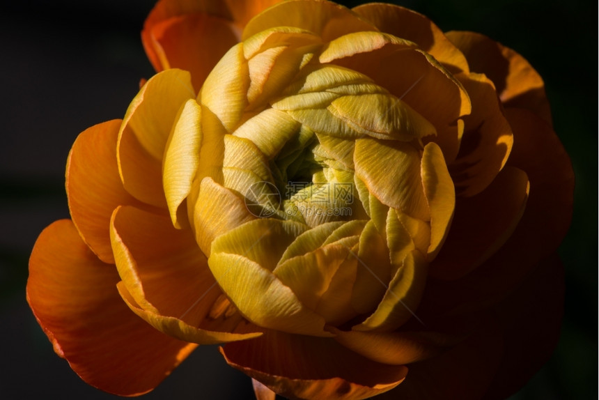 花园茛美丽的橙色花朵刚开张红色的图片