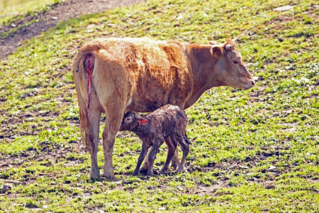 农村新生婴儿幼牛母和新生儿小动物母爱户外图片