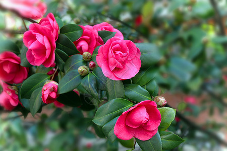 美丽红骆驼花季节红骆驼花山茶瓣图片