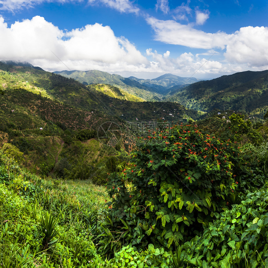 爬坡道场景乡村的牙买加蓝山在那里种植咖啡牙买加蓝山在其中种植咖啡图片
