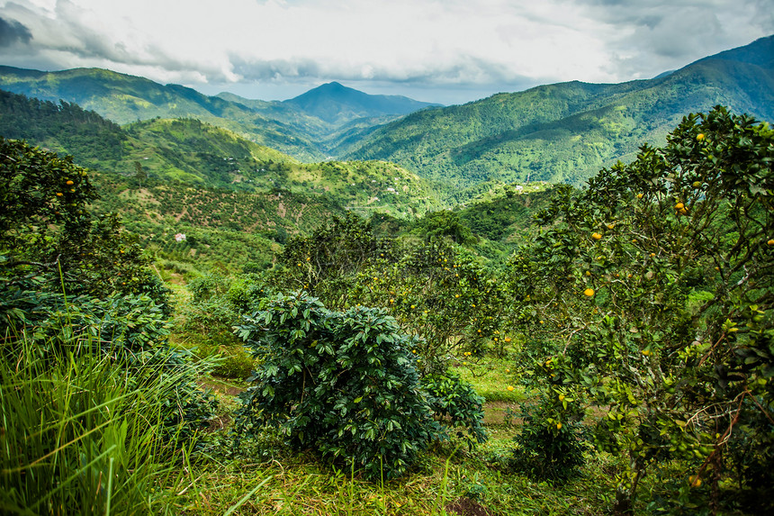 景观谷顶峰牙买加蓝山在那里种植咖啡牙买加蓝山在其中种植咖啡图片