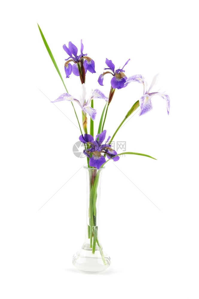 在白色上隔绝的小玻璃花瓶里紫虹的朵春天叶子自然图片