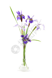 在白色上隔绝的小玻璃花瓶里紫虹的朵春天叶子自然图片