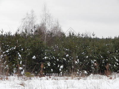 白色的自然冬季森林雪中树木和植物蓝色的图片