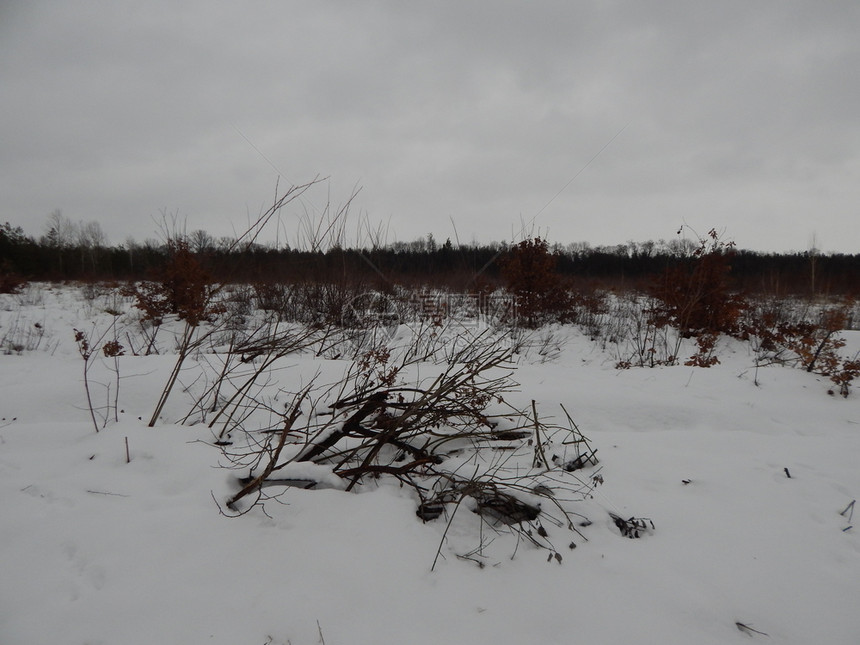 冬季森林雪中树木和植物白色的景观山图片