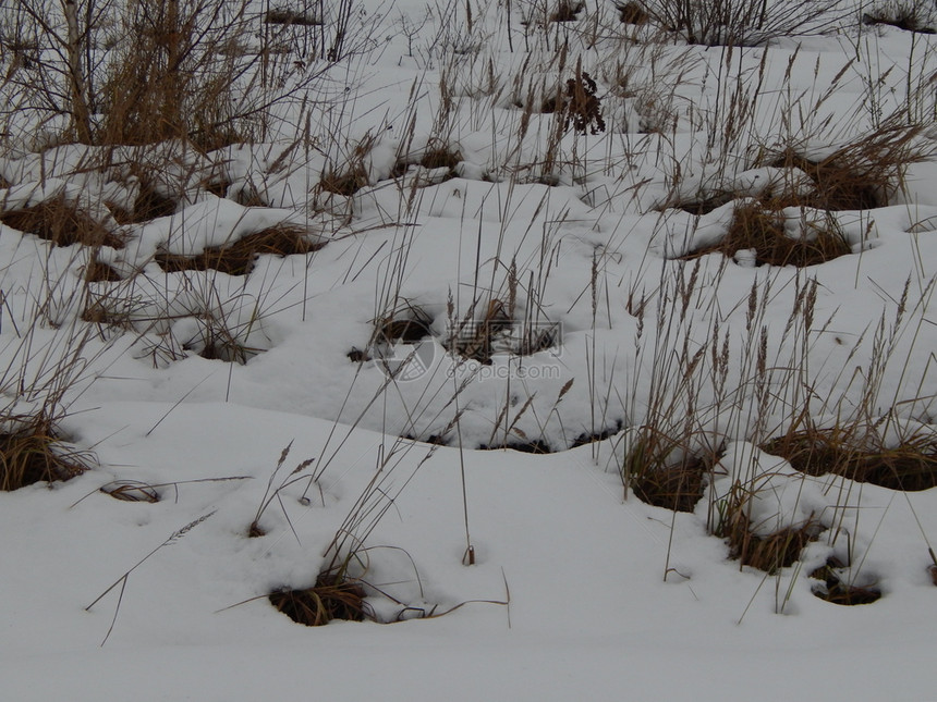 冬季森林雪中树木和植物自然霜图片