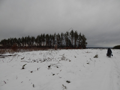冬季森林雪中树木和植物寒冷的景观自然图片