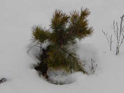 绿色冬季森林雪中树木和植物抽象的美丽图片