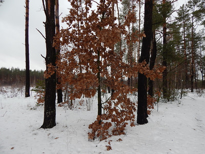 景观白色的绿冬季森林雪中树木和植物图片