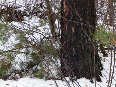 冬季森林雪中树木和植物自然一月最佳图片