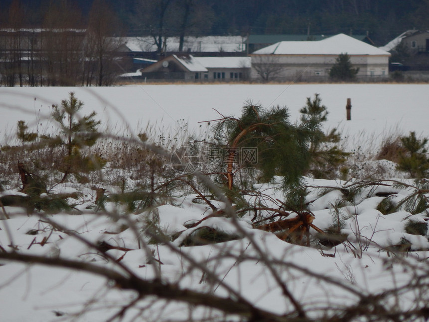 颜色冬季森林雪中树木和植物霜自然图片
